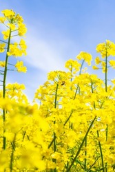 Bright blooms rapeseed against blue sky.Honey Bee collecting pollen on yellow rape flower.