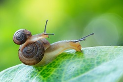 Snail mother carrying a baby snail, the picture present the love of natural.