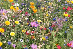 beautiful colorful meadow of wild flowers
