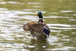 A male duck on a pond waving its wings.