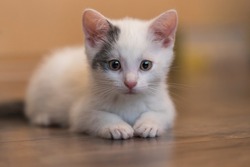 Little white kitten - portrait of a kitten lying on the ground