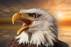 Bald eagle with open beak. Side portrait. In the background is a colorful sky with clouds at sunset.