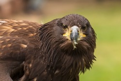 Portrait of a young bald eagle with an open beak