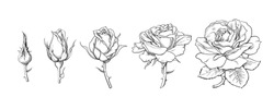 Rose flowers set. Stages of rose blooming from closed bud to fully open flower. Hand drawn sketch style vector illustration isolated on white background. Design elements for wedding decoration, tattoo