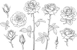 Big set of rose flowers, buds, leaves and stems in engraving style. Hand drawn realistic open and unblown rosebuds. Decorative vector elements for tattoo, greeting card, wedding invitation.