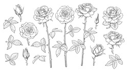 Big set of rose flowers, open and unblown rosebuds, leaves and stems Hand drawn realistic vector illustration. Decorative elements for tattoo, greeting card, wedding invitation in engraving style.