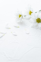 
White chrysanthemum flower. Postcard in mourning.