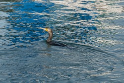 view from the pier of cormorant swimming while fishing  phalacrocorax carbo