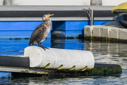 cormoran dries in sunlight on a buoy in the harbor