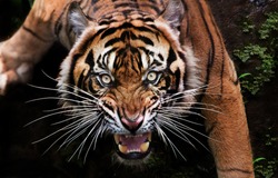 when the mood of the beautiful Sumatran tiger is bad