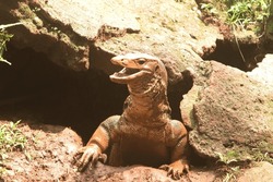 a lizard came out of a stone hole to watch the surroundings