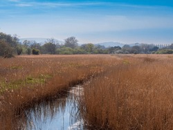The Western Yar At Freshwater On The Isle Of Wight Surrounded By Reeds