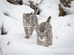 Juvenile Bobcat kittens in the snow