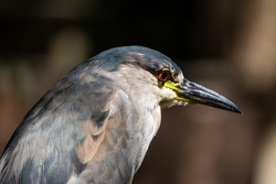 The black-crowned night heron, or black-capped night heron, commonly shortened to just night heron in Eurasia, is a medium-sized heron found throughout a large part of the world.