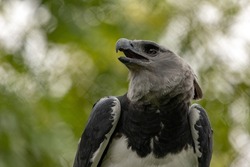 Harpy eagle perched on branch. 
It's the largest and most powerful raptor found throughout its range of Central and South America, and among the largest extant species of eagles in the world.