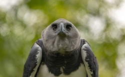 Harpy eagle perched on branch. 
It's the largest and most powerful raptor found throughout its range of Central and South America, and among the largest extant species of eagles in the world.