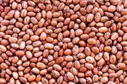 Beans of bean ( beans ).  Background of many grains of dried beans. Brown beans texture. Food background. Close up. Bean background and textured. Background of brown bean. Brazilian diet snack food.