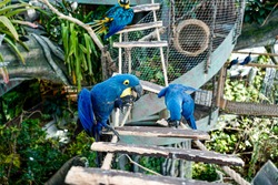 Two giant Hyacinth macaw eating wooden hanging bridge in the green planet, Dubai