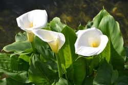 Beautiful white flowers and green leaves of Zantedeschia plant, commonly known as arum or calla lily in sunny Spanish summer garden, beautiful outdoor floral background photographed with soft focus
