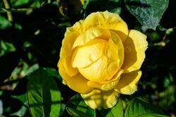 Close up of one large and delicate vivid yellow rose in full bloom in a summer garden, in direct sunlight, with blurred green leaves in the background.