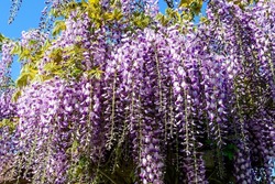 Close up of many light blue Wisteria flowers and large green leaves towards clear blue sky in a garden in a sunny spring day, beautiful outdoor floral background photographed with selective focus