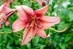 One large pink flower of Lilium or Lily plant in a British cottage style garden in a sunny summer day, beautiful outdoor floral background photographed with soft focus