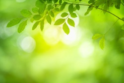 Green nature background. Closeup view of green leaf with beauty bokeh under sunlight for natural and freshness wallpaper concept.