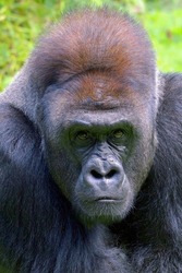 The gentle giant, Lowland silverback gorilla 