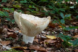 Inedible mushroom Lactifluus vellereus in beech forest. Known as fleecy milk-cap. Wild mushroom growing in the leaves.