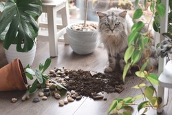 Guilty cat is sitting beside soil from plant pot that fell down on a floor
