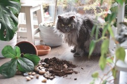 Naughty scared cat sitting near plant pot and spilled soil that dropped 