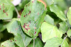 Apple scab , sooty blotch Venturia inaequalis . Apple diseases . Brown spots on apple leaves