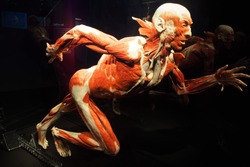 Human Anatomy Exhibition by Gunther von Hagens at Menschen Museum, Körper Welten Berlin, Germany. The anatomist  invented the technique for preserving biological tissue specimens called plastination. 