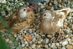 Pair of mandarin ducks ( young female), detail of birds, pair, duo, portrait of young female ducks, on the stones, beautiful cute ducks, 