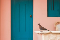 Pigeon sitting in front of terrace with blue door and pastel pink wall. Travel to Egypt