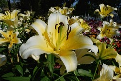 Lilium 'Stargazer' (Stargazer lily) is a hybrid lily of the Oriental group.
