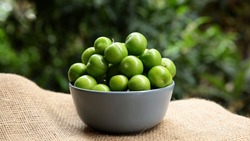 Green plums in a gray bowl in front of green leaves. summer fruit green plum.