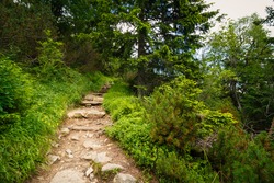 Forest path in the High Tatras National Park