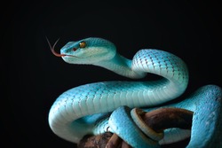 Blue Insularis Snake
