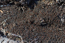 Southern fire ant colony. Closeup of big ant hills. Red ant mounds and fire ant roaming and working to build the house.