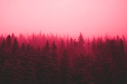 Foggy pink forest, fog, mystery darkness