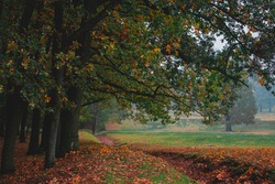 Oak forest, colorful nature autumn , fog