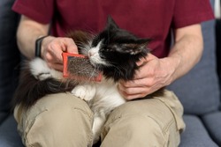 Man brushing his furry black and white cat with brush