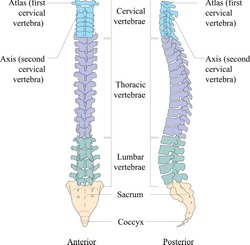 Bones of the vertebral column. All parts and anatomy of the human spine.