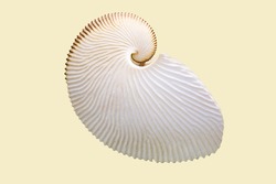 Argonaut shell (Latin: Argonauta argo L.) is a white mother-of-pearl color isolated on a white background. Paleontology marine animal fossils.