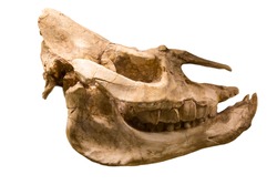 The skull of the giant hornless running rhinoceros aceratherium (lat. Aceratherium aralense) is isolated on a white background. Paleontology Late Pleistocene fossil animals.