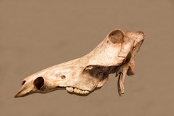 The skull of a warthog (lat. Phacochoerus africanus L.) isolated on a dark background. Paleontology Late Pleistocene fossil animals.