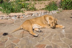 Female Asian lion (Latin: Panthera leo persica) resting on rocks against a background of green bushes on a clear sunny day. Animals mammals reptiles zoos.