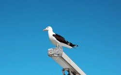 A seagull (Latin La rus) sitting on the antenna of the ship against the blue sky on a clear sunny day. Animals birds ornithology nature.