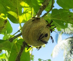 The wasp nest is spherical yellow with sitting insects, black wings. Animals, insects, dangerous animals.